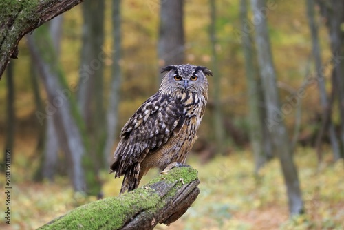 European Eurasian eagle-owl (Bubo bubo), adult, sits on mossed tree trunk, Slovakia