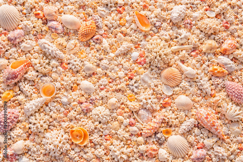 Fototapeta premium Various colorful seashells scattered on sandy beach background