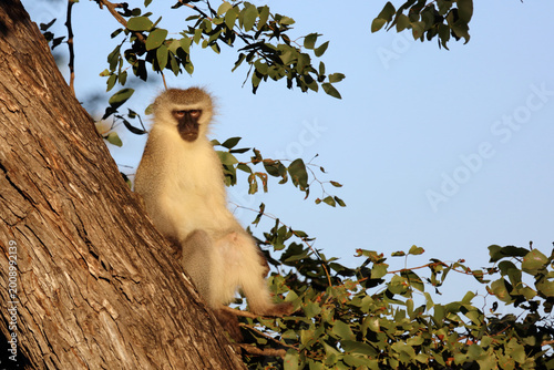 Canvas Print Grüne Meerkatze / Vervet monkey / Cercopithecus aethiops