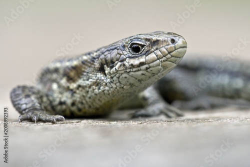 Portrait of a Viviparous lizard (Lacerta vivipara), Hessen, Germany