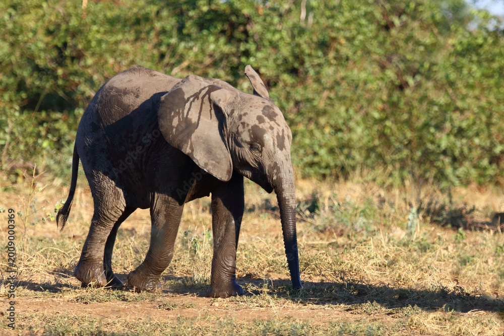 Fototapeta premium Afrikanischer Elefant / African elephant / Loxodonta africana