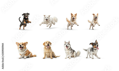 Different dogs happy emotions, ai generated. Jumping and sit adorable funny dog, positive and friendly on white background. Happiness pet behavior set with mixed-breed posing template.