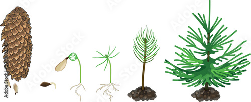 Spruce growth stages from seed to young tree. Picea life cycle stages infographic