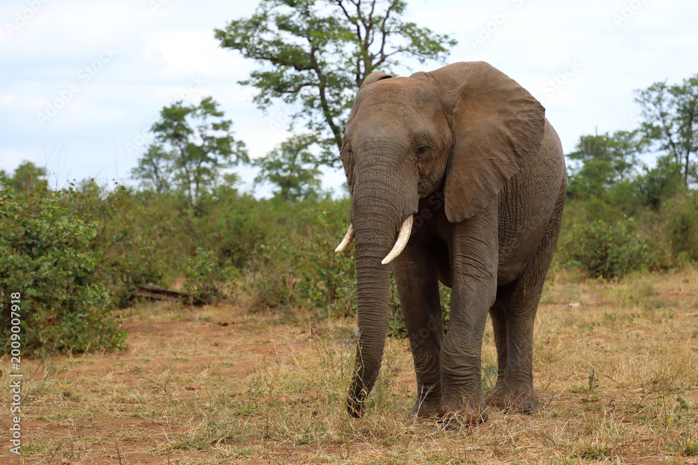 Fototapeta premium Afrikanischer Elefant / African elephant / Loxodonta africana