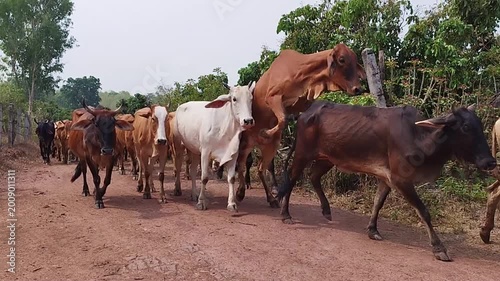 herd of cows