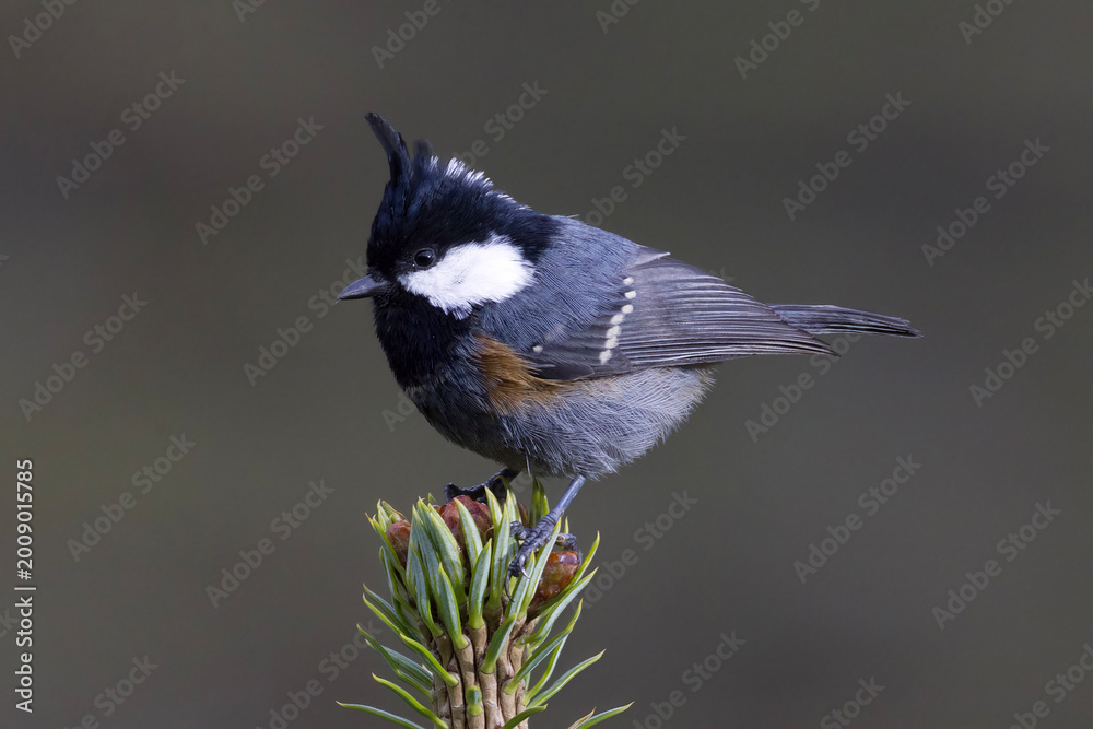 Obraz premium Coal tit (Periparus ater)