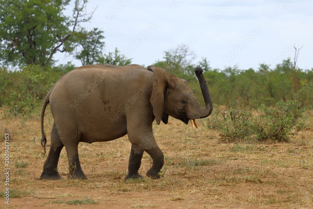 Fototapeta premium Afrikanischer Elefant / African elephant / Loxodonta africana