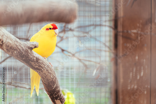 Картината върху платно red-crowned parakeet sitting in a cage upon his favourite branch