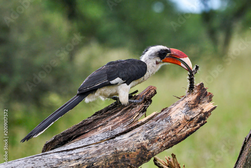 Fotografía A male Von der Decken's Hornbill eats a meal in Tarangire National Park