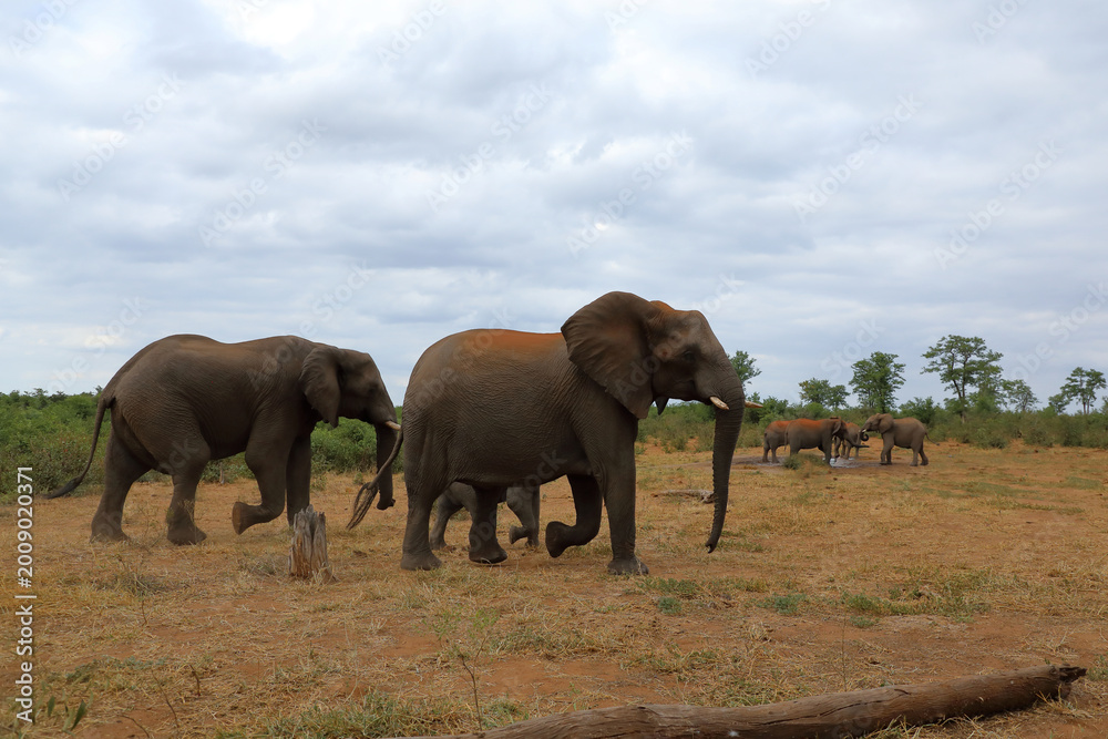 Fototapeta premium Afrikanischer Elefant / African elephant / Loxodonta africana
