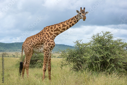 A Lone Maasai Giraffe in the Ngorongoror Conservation area in Tanzania.