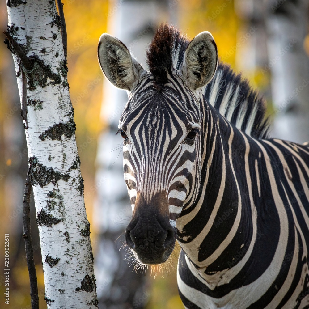 Fototapeta premium Zebra in the birch forest