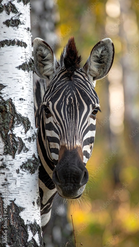 Naklejka premium Zebra in the birch forest