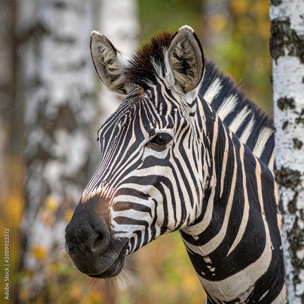 Fototapeta premium Zebra in the birch forest