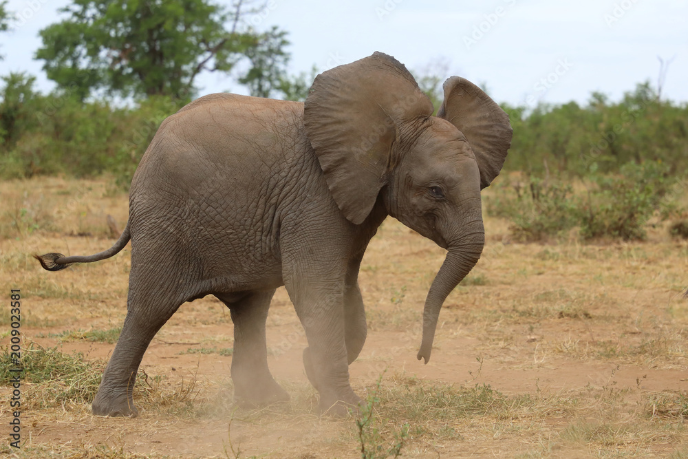 Fototapeta premium Afrikanischer Elefant / African elephant / Loxodonta africana