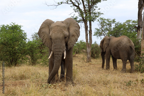 Photography Afrikanischer Elefant / African elephant / Loxodonta africana