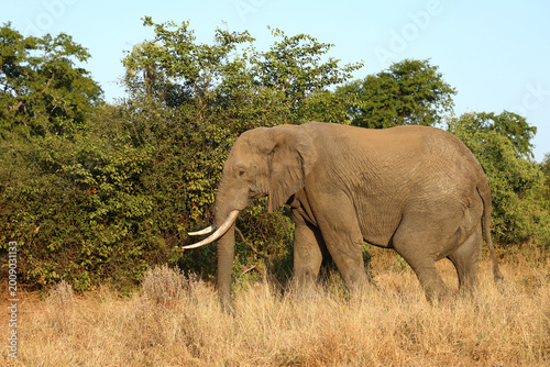 Photography Afrikanischer Elefant / African elephant / Loxodonta africana