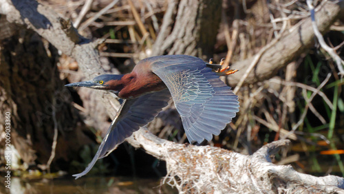 Photography Green heron inflight in saltwater marsh habitat.