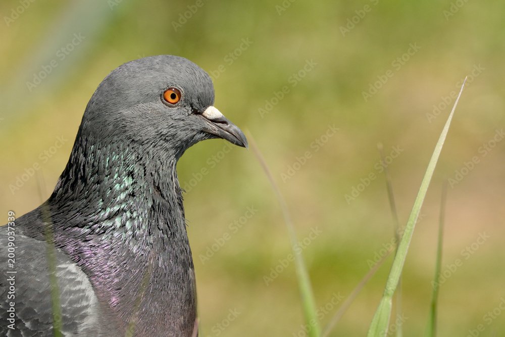 Fototapeta premium Pigeon stands gracefully among green blades of grass