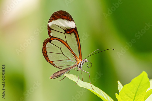 Bild auf Leinwand Mariposa de cristal ( Greta oto )