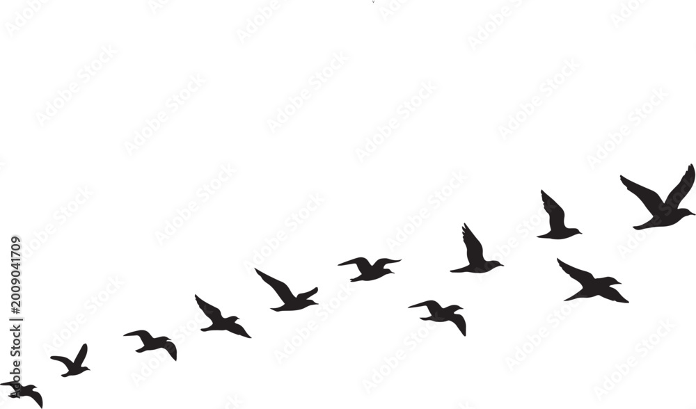 Fototapeta premium Migrating birds silhouette vector, black flock of seagulls flying in formation, wild bird group isolated on white background for nature design