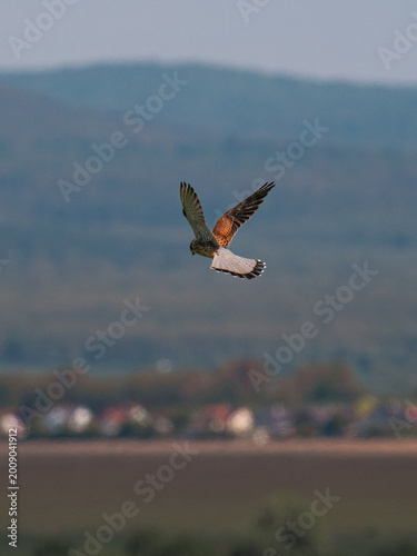Φωτογραφία common kestrel (Falco tinnunculus) in hunting mode