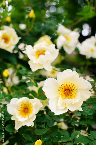 White rose flowers surrounded by foliage