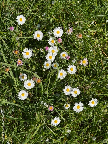 Common daisies and pink English daisies in green grass