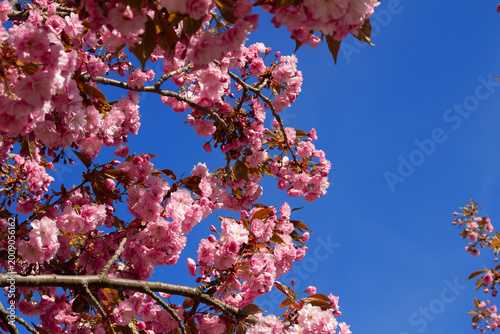 Sakura blossomed against a blue sky. Horizontal shot.