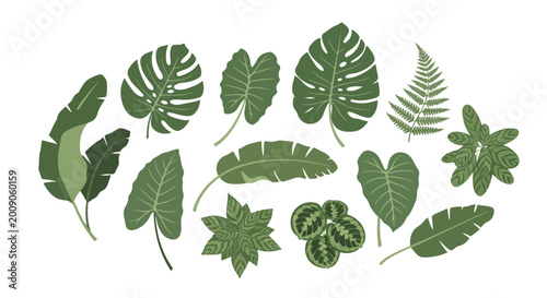 Collection of lush tropical green leaves including monstera, banana, fern, philodendron and more in flat illustration