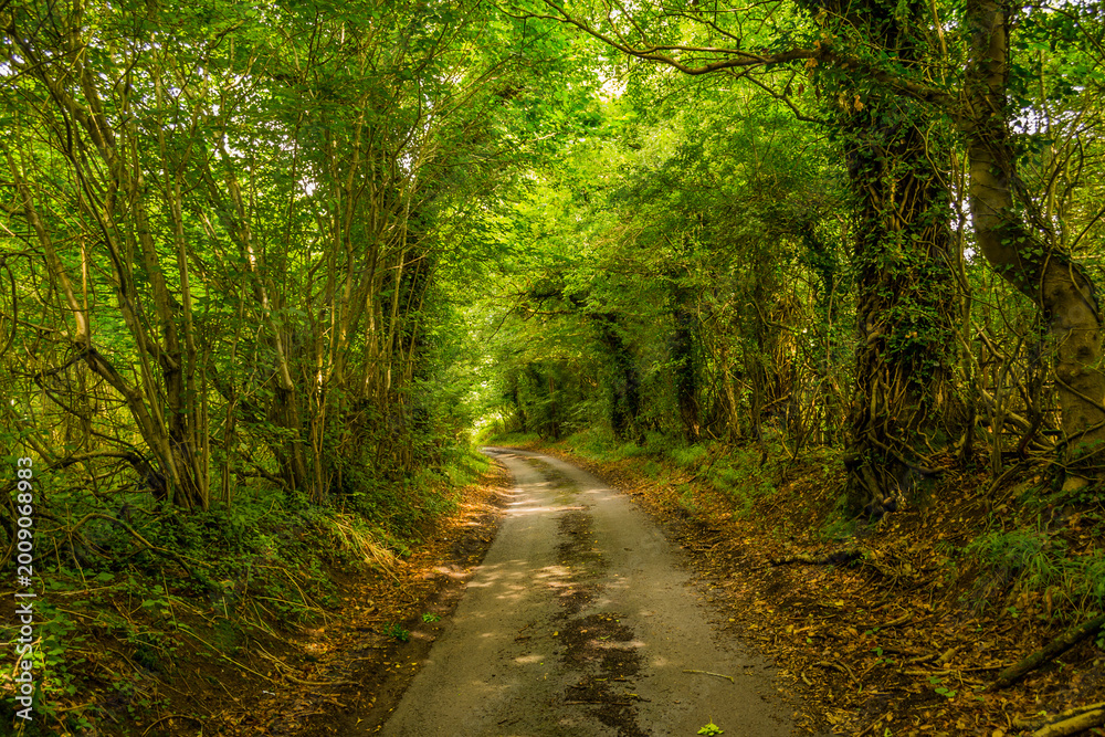 Fototapeta premium Enchanting narrow country lane winds through a magnificent natural tunnel of arching deciduous trees forming a verdant green canopy overhead in Wiltshire, England