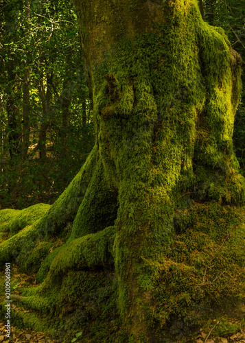 Εκτύπωση καμβά Close-up of an ancient tree's massive buttress roots completely enveloped in thi
