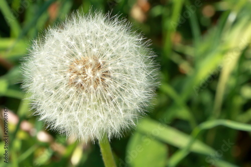 fleur de pissenlit défleurie