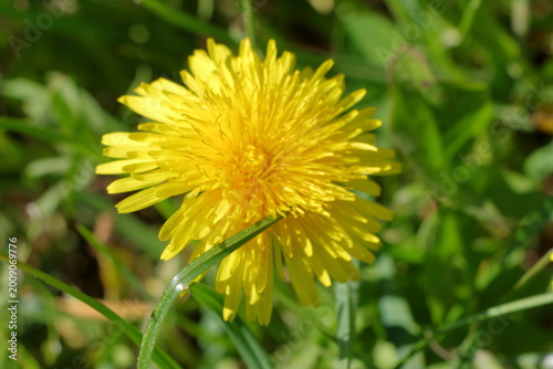pissenlit jaune