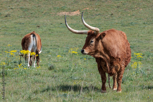 Tableau sur toile Oxen in the meadow. Jiménez de Jamuz, León, Spain.