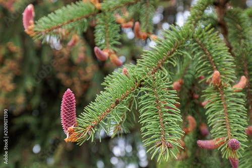 Common spruce. Branch with needle-like leaves and immature female cone. Picea abies.