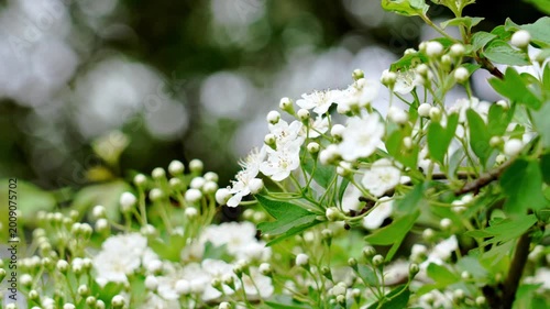Flowering hawthorn twig with small white blossoms and buds against a blurred natural background