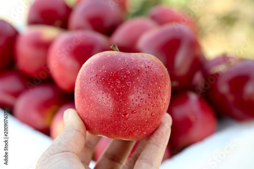 Fresh New Zealand Red Apple with Water Droplets Hand Held from Imported Orchard Showcase Display