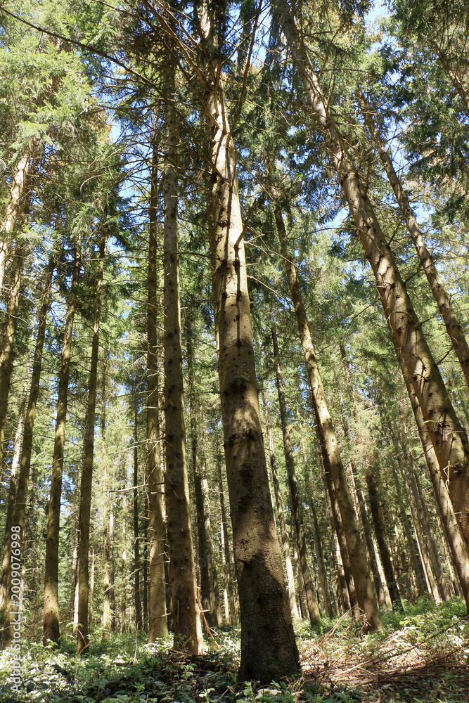 Fototapeta premium Bois de pins