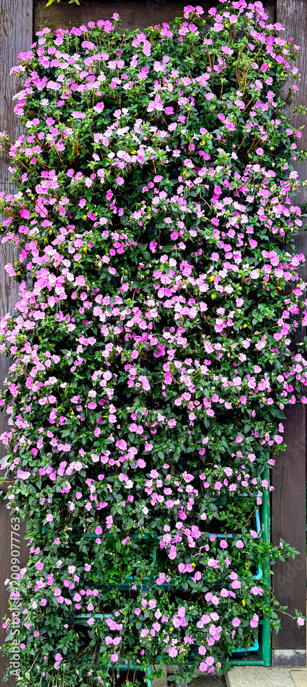 Obraz premium Close up of pink marguerite daisy with its leaves, made into a decorative flowering plant, mostly in an outdoor garden. Daisy flower nature photography.