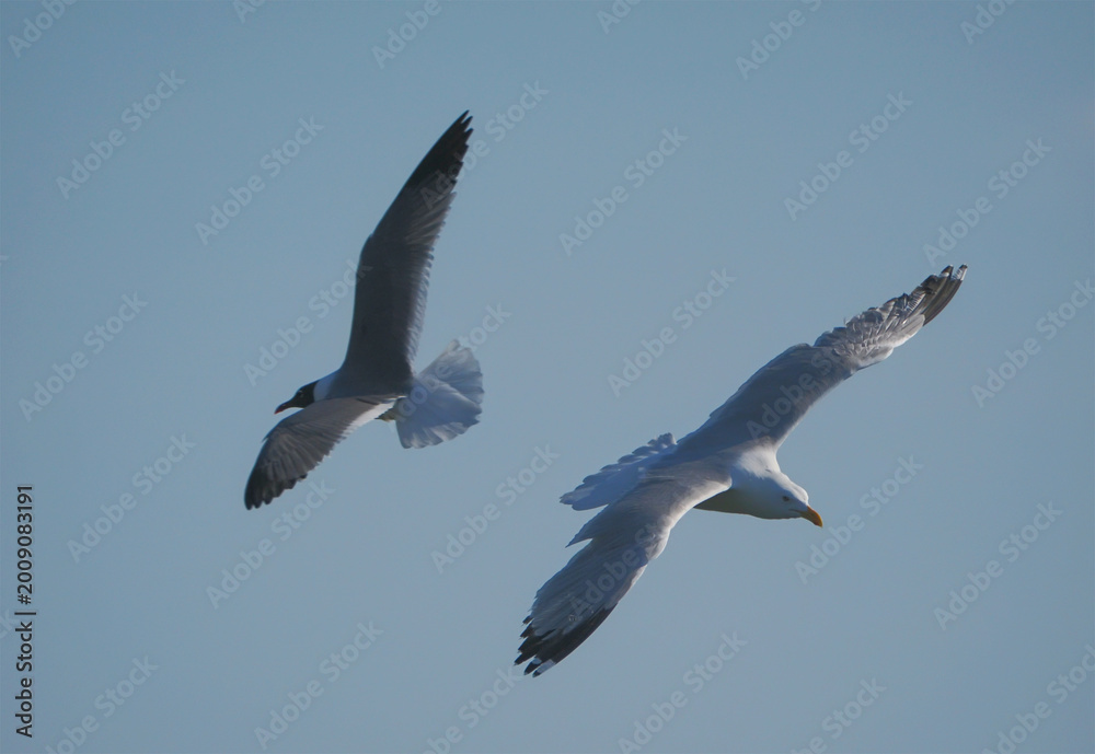 Obraz premium Seagull soaring in the ocean air against deep blue sky. 