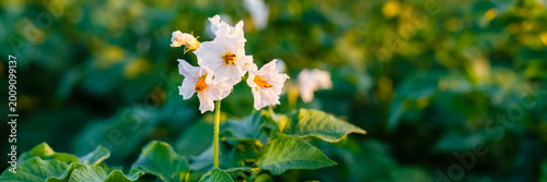 Tableau sur toile Flowers bloom in a potato field during early evening hours in a rural area