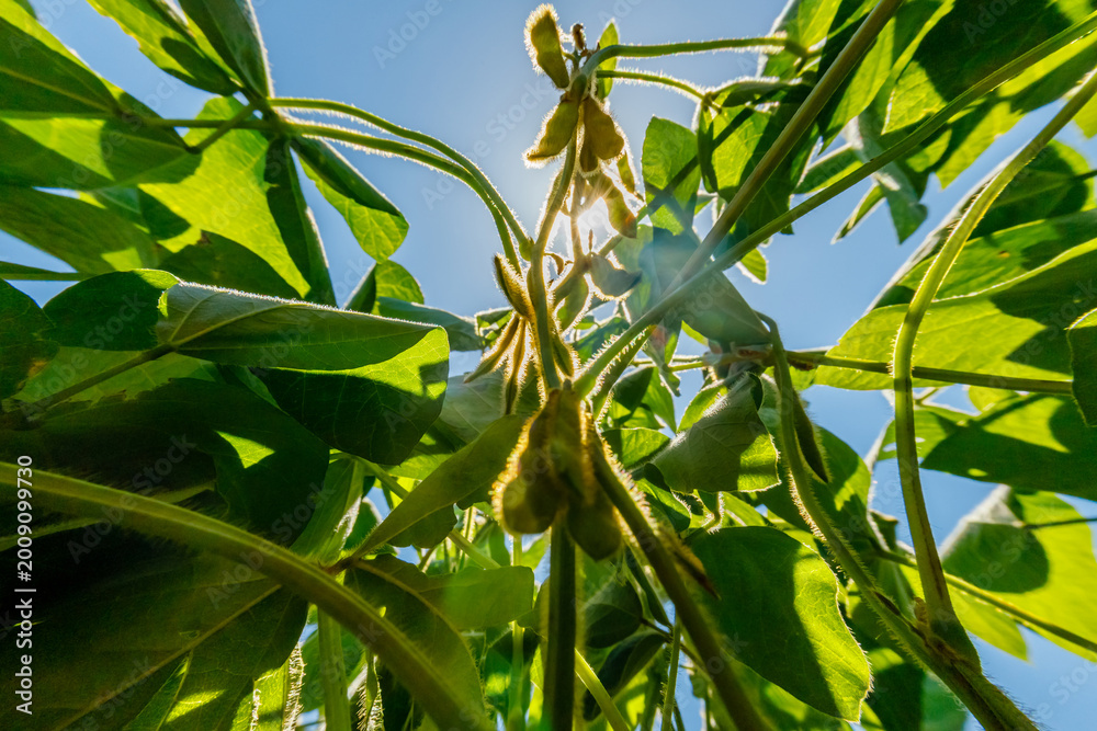 Fototapeta premium Sunlight filters through green soybean plants in a field during a clear day in late summer
