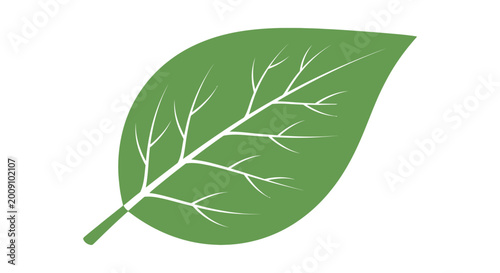 Konstfotografi Green leaf with white veins.