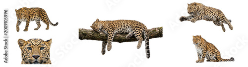 Fotografie Elegant leopard prowls through savanna, lying on tree branch, resting peacefully, captured in mid-air leap, and staring intently, showcasing its spotted coat and against a transparent backdrop