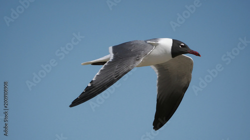 Laughing gulls flying and perched at seashore. 