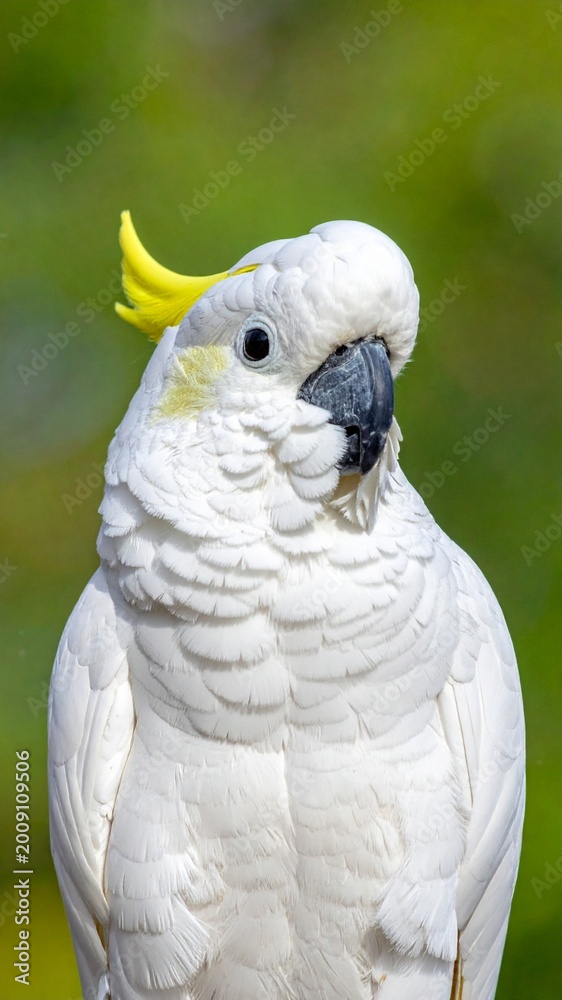 Obraz premium Close-up portrait of a Sulphur-crested Cockatoo (Cacatua galerita) with a vibrant yellow crest and white feathers