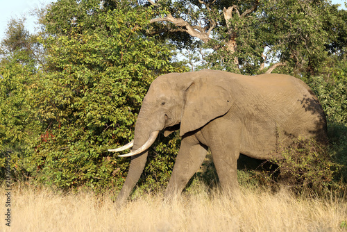 Photography Afrikanischer Elefant / African elephant / Loxodonta africana