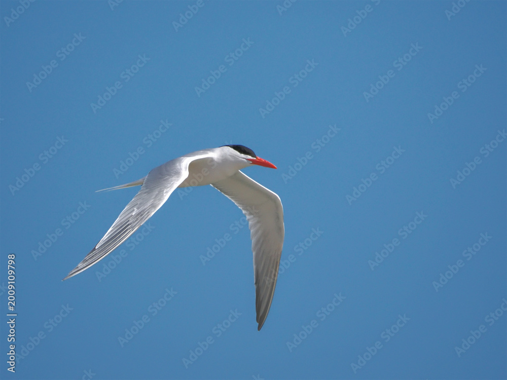 Fototapeta premium Elegant tern silver white shore bird inflight black cap orange bill against blue sky. 