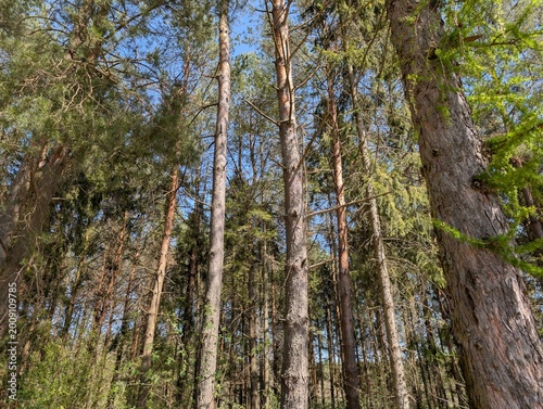 Tall pine trees reaching into blue spring sky viewed from below